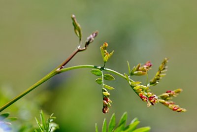 Gleditsia triacanthos 'Emerald Kascade' - dřezovec trojtrnný - vývoj listu